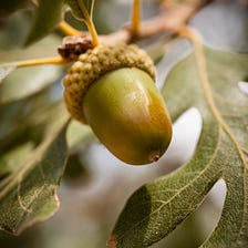 “a.corn”, noun. The nut, or fruit, of the oak tree.
