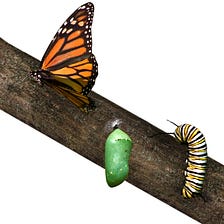 The Unexpected Lesson A Butterfly Can Teach You About Productivity & Performance