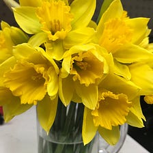 Wordless Wednesday/ Flower of the Day: Daffodils