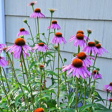 10 Long Blooming Perennial Favorites