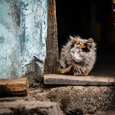 How to save a life? 6 practical ways to help a homeless animal