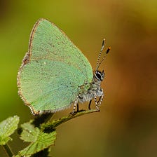 Spiritual Connection and Transformation of green butterfly’s