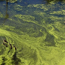 Antibiotics Threaten the Health of Aquatic Ecosystems and Contaminate our Global Water Supply
