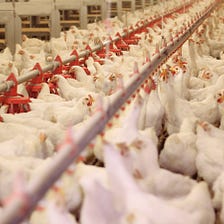 The rise of chickens raised without medically important antibiotics