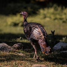 This Wild Turkey Got My Attention