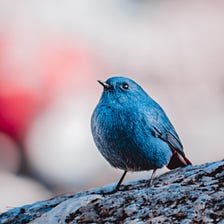 Here it is: Redstart in the garden