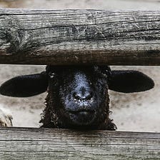 How To Survive The Curse Of Being The Black Sheep Of The Family.