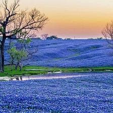 Springtime in Texas is Amazing