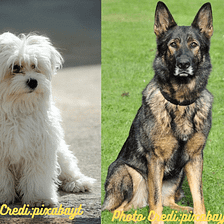 Maltese german hotsell shepherd mix