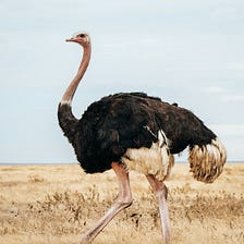I Want to Be an Ostrich