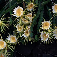 Succulents in the Garden