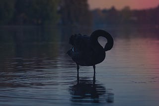 The nasty Black Swan and how to deal with it