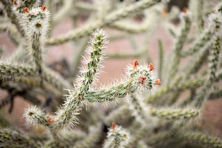 What is common between a cactus and a relationship?