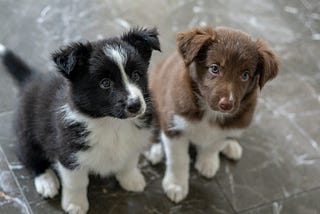 picture of two cute puppies
