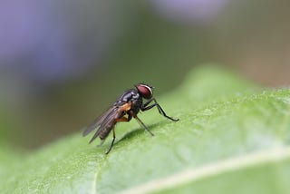 The Day My Daughter Named a Fly