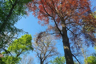 Why trees matter for our wellbeing