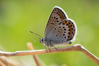 a light brown butterly (with black and small orange spots) on a light colored twig with a green blurry background