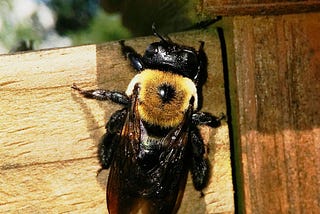 What Are Carpenter Bees and how to Get Rid of Them?