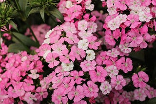 Thanks for Shopping at Dianthus Dreams