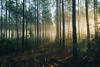 How Forest Bathing Saved My Life