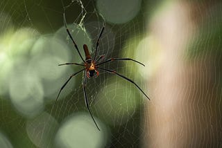 The Spider’s Lesson: Embracing Peace Over Fear