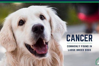 5 Cancers Commonly Found in Larger Breed Dogs