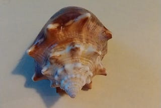 Glimmer #33 Shells