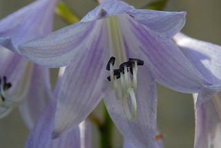 Hostas in full summer bloom