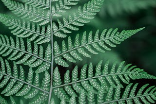 HOW TO TAKE CARE OF A FERN HOUSEPLANT (INDOOR AND OUTSIDE)