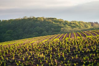 Behind India’s farming protests