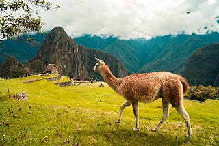 A llama enjoying the picturesque landscape.