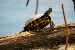 A turtle sits on the bark of a tree.