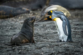 Funny animal photo of penguins confronting a small seal on rocky terrain.