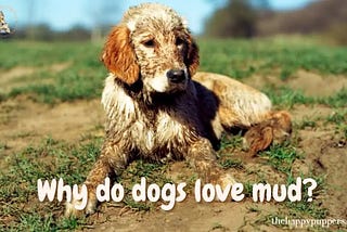 WHY DO DOGS LOVE MUD?