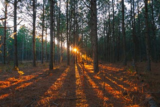 Sunrise shining in dramatic rays through trees onto the forest floor on a bright sunny day.