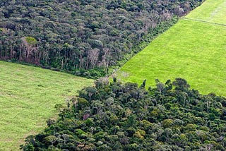 Opinion: US and China Trade Relations Will impact the Future of the Amazon and Soybean Production…