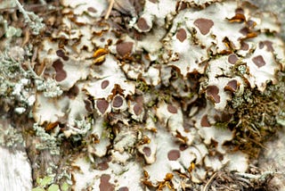 Here’s 10 Reasons to Love Lichens