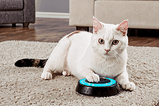 Remote-Control-Cat-Toy-1