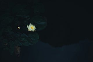 A lotus flower grows in dark, murky waters.