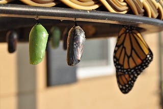 Um casulo verde, outro escuro (com uma borboleta quase saindo) e uma borboleta