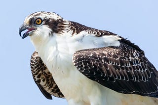 Osprey