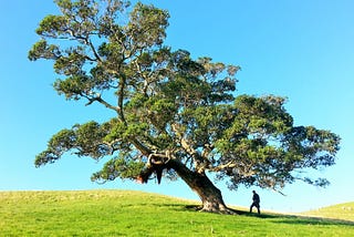 Milton Friedman and the surprising rationality of trees