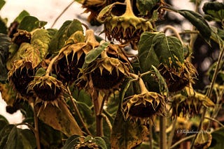 About Those Sunflowers