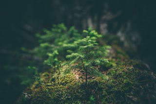 4 North American Asian Environmentalists