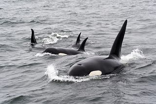 Noise affect orca 100 fee underwater