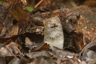 A funny looking mouse among leaves