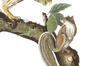 Audobon color drawing of a barred owl standing on a branch looking at a squirrel.