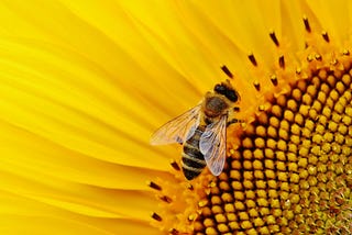 Close up photo of a bee in the centre of a sunflower.