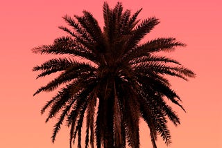 The Wisdom of a Palm Tree