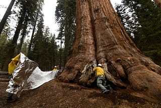 Managing Ecosystems Under Climate Threat Requires New Thinking